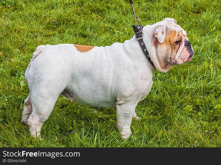 Bulldog on the lawn.