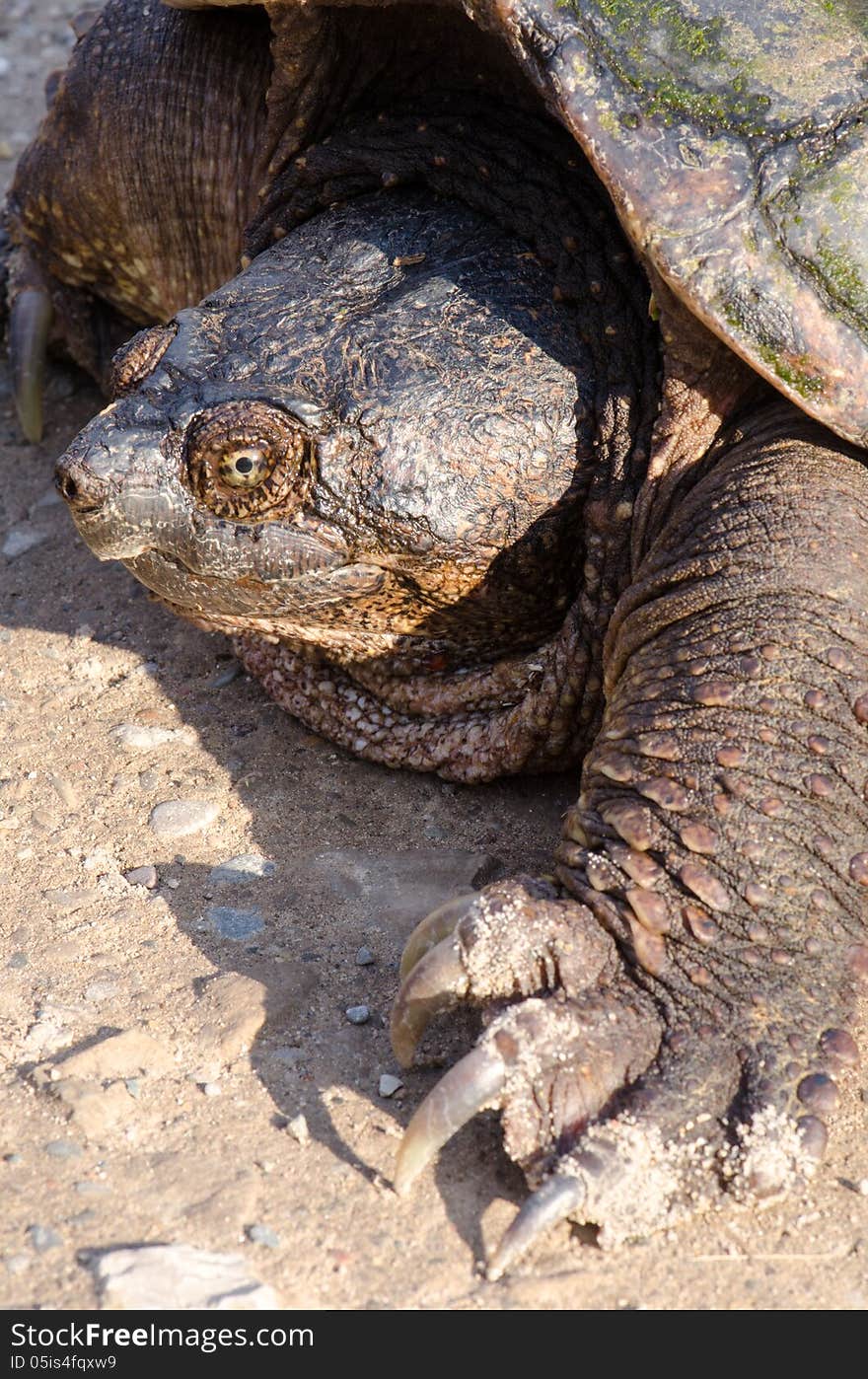 I spotted this large Snapping Turtle in the road about 75 yards ahead of me. It was up on it's legs walking around. I couldn't see the tail and I couldn't figure out what this strange animal was. When I got closer I could tell what it was. When I got closer it just settled down on the road and sat still watching me. I moved all around it taking photographs.