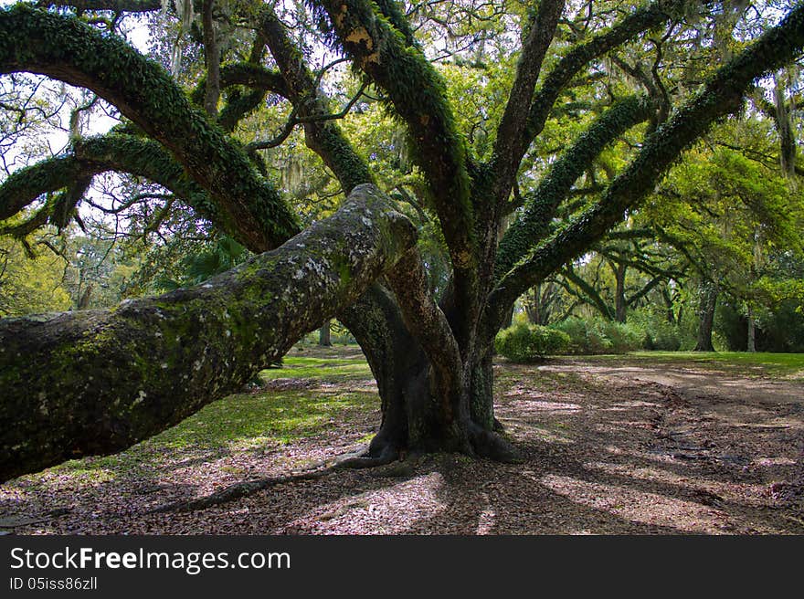 Reaching Oak