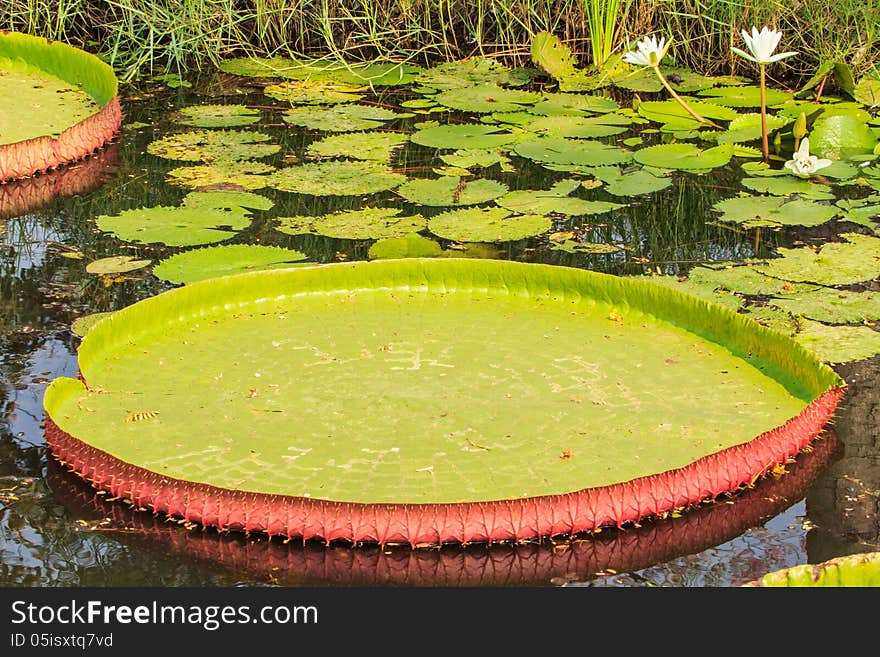 The victoria waterlily floating on a garden pond.