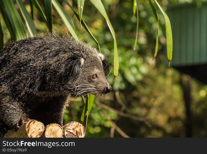 A portrait of Binturong in the zoo. A portrait of Binturong in the zoo.