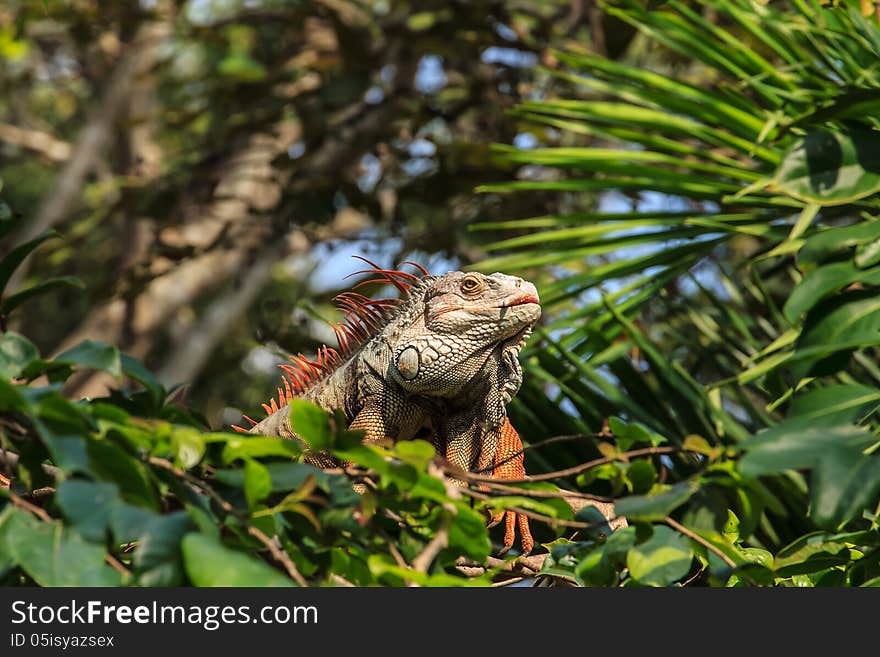 Iguana Reptile Sitting On The Tree.