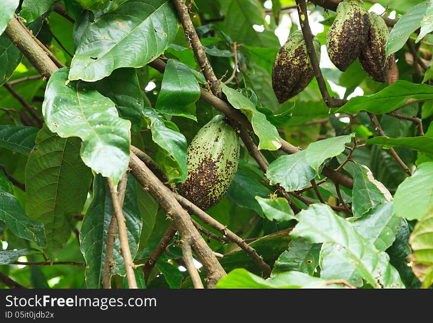 Unripe Cocoa Pod on Tree