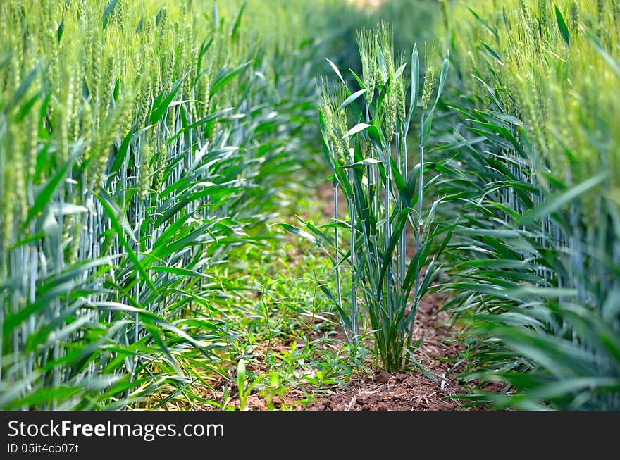 This wheat grows on the ridges. This wheat grows on the ridges.