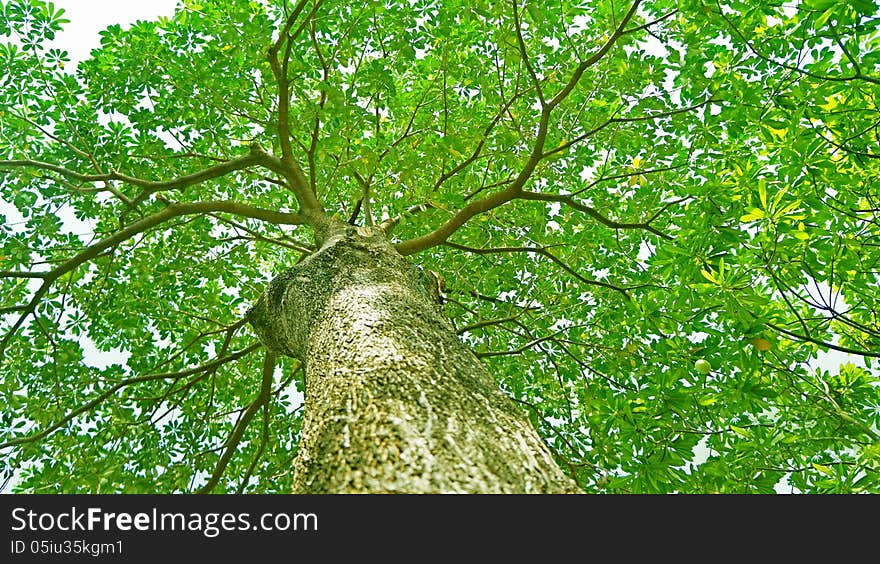 The big tree and many branches. The big tree and many branches