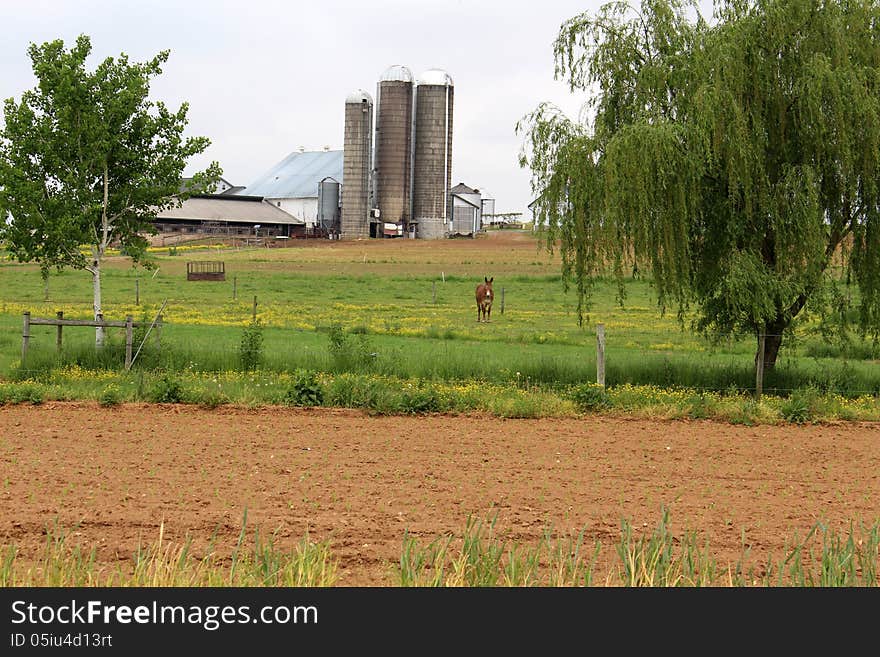 Rural farmland with Mule standing on field of yellow flowers