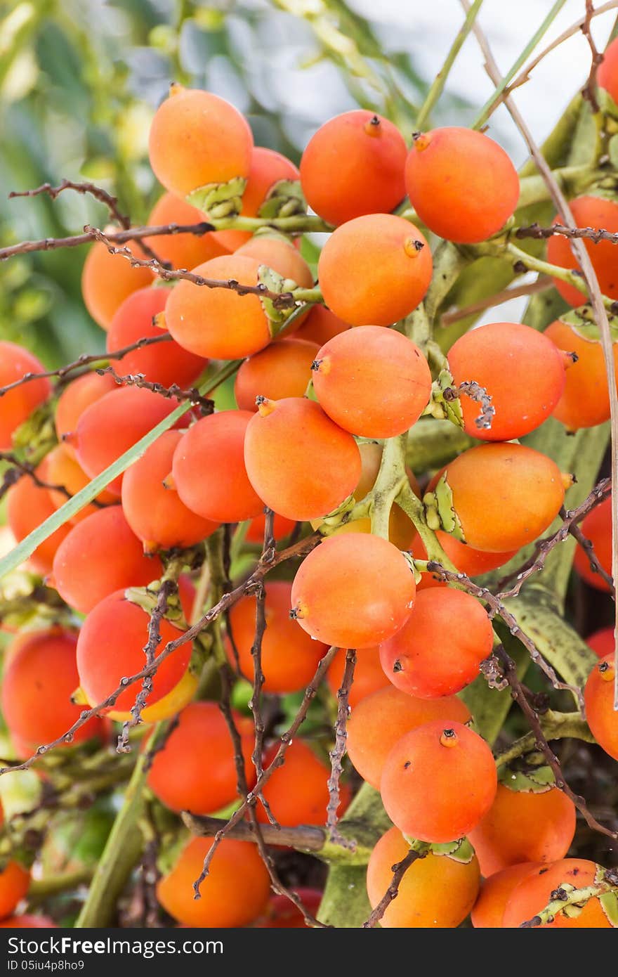 Are-ca Nut Palm On Tree