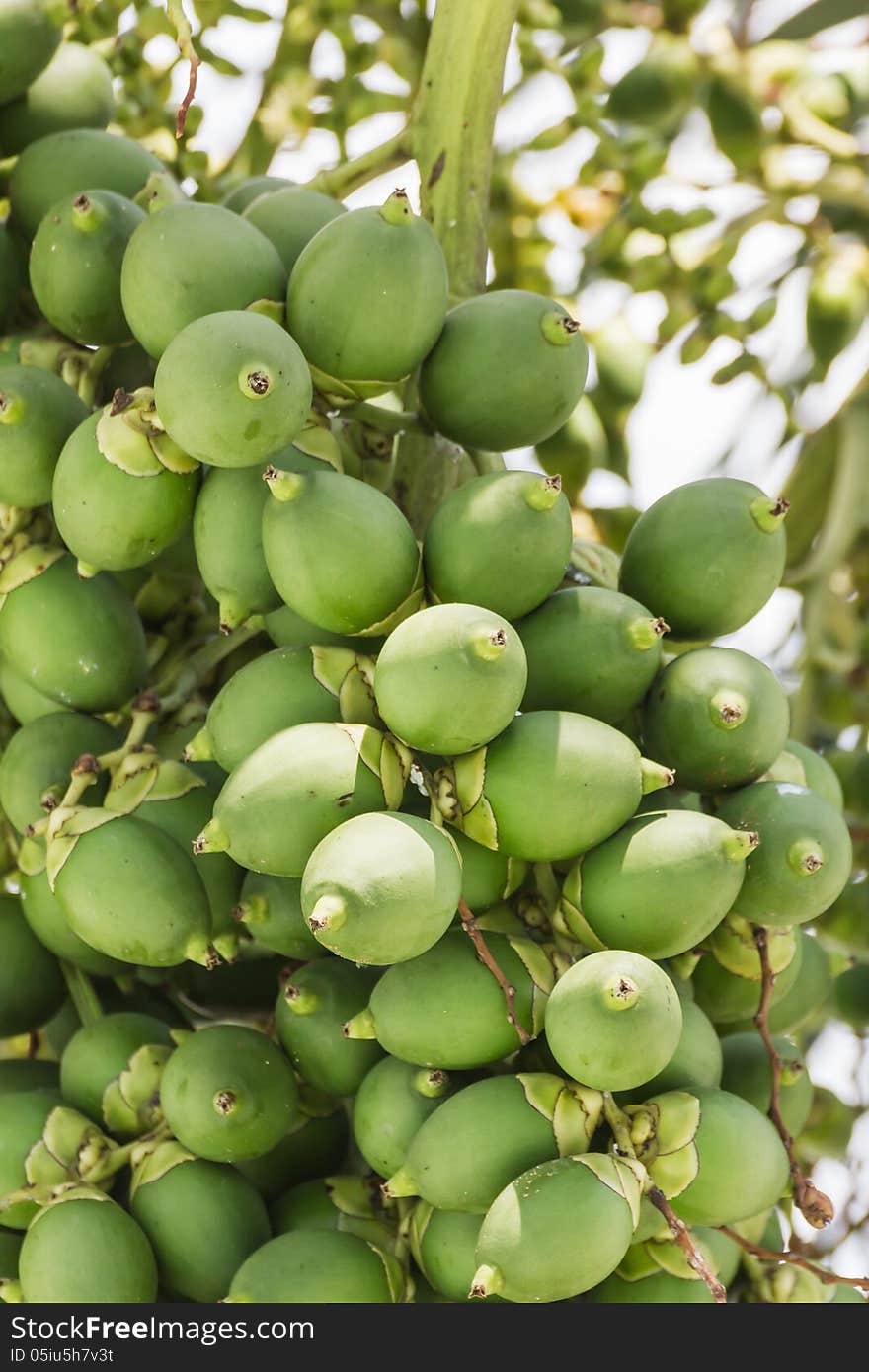 Are-ca Nut Palm tropical tree with green fruits in the nature. Are-ca Nut Palm tropical tree with green fruits in the nature