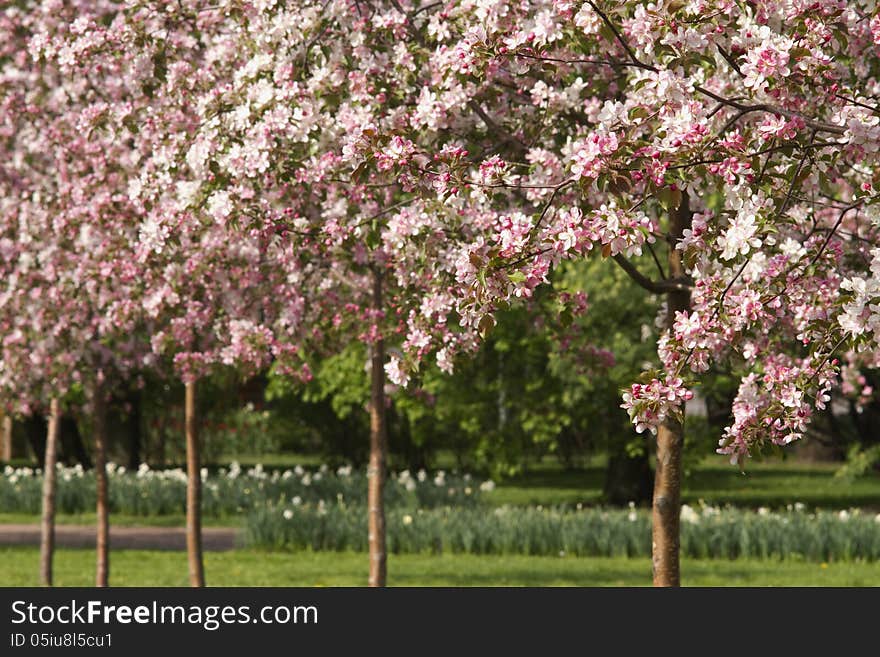 Spring Orchard