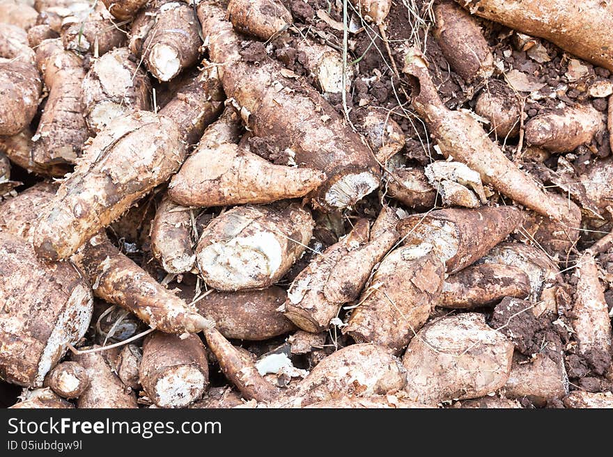 Cassava root