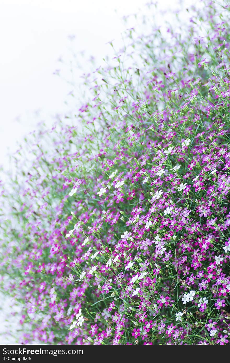 Closeup many little gypsophila pink flowers on white background. Closeup many little gypsophila pink flowers on white background