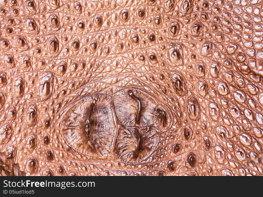 Close up of detailed crocodile skin texture