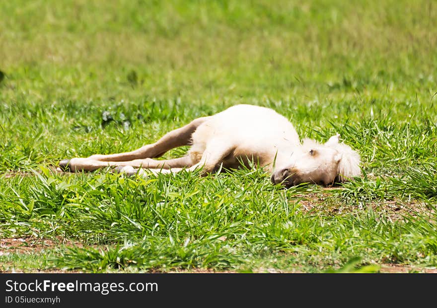 Horse sleeping on the ground in fram