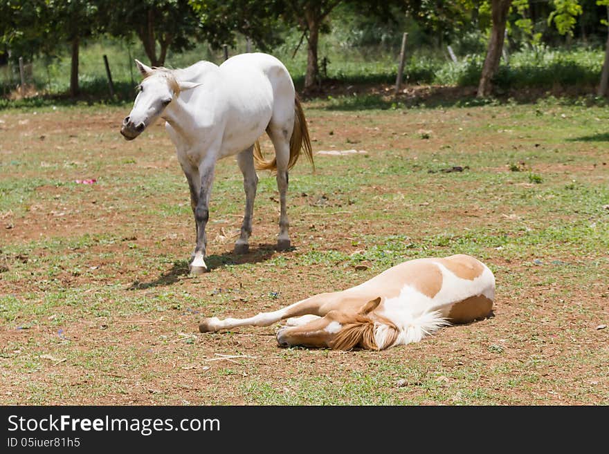 Horse Sleeping