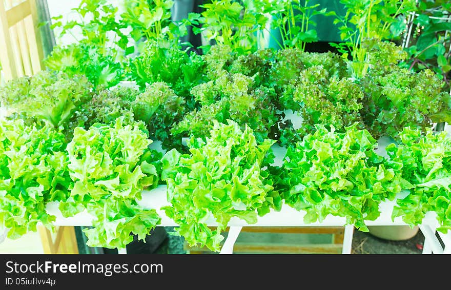 Lettuce In The Greenhouse