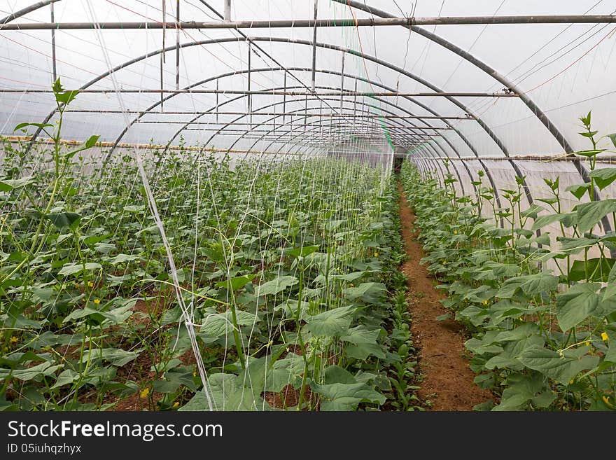 Pumpkin in  greenhouse