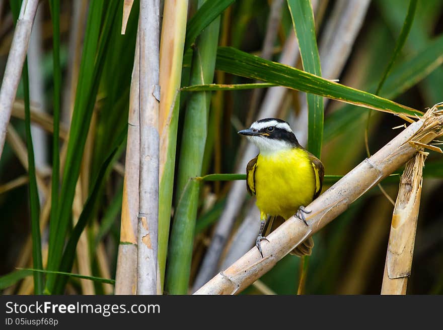 Greater Kiskadee on the edge of a cane field