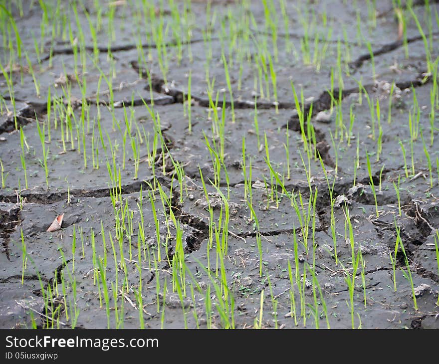 Young rice on dry field. Young rice on dry field