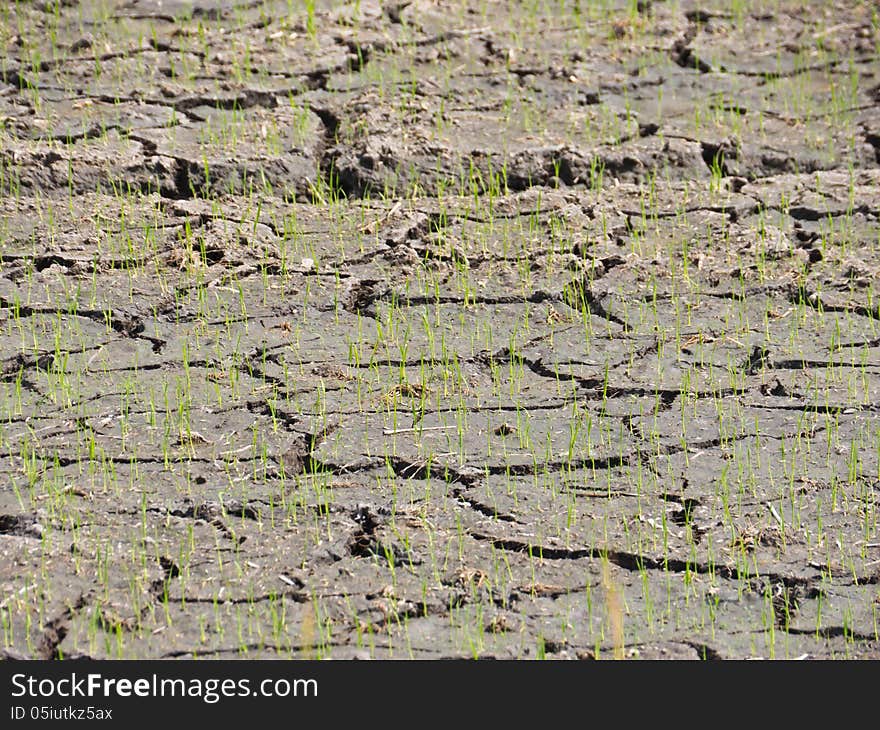 Young plant on dry field. Young plant on dry field