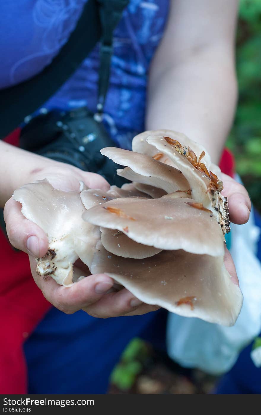 Explorer picking pleurotus mushrooms