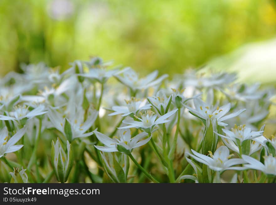 Ornithogalum