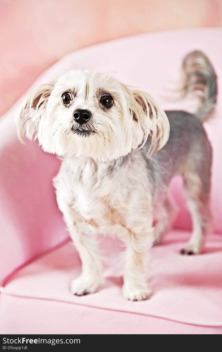 Yorkshire Terrier dog standing on chair.