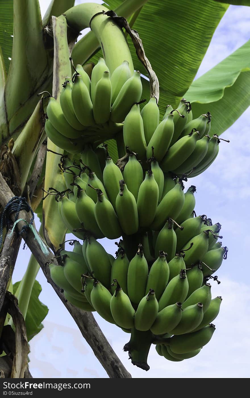 Bunch of green bananas