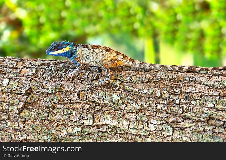 Bright color lizard (pangolin) on a tree against greens. Bright color lizard (pangolin) on a tree against greens