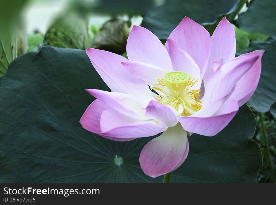 Purple lotus in the pond in the garden