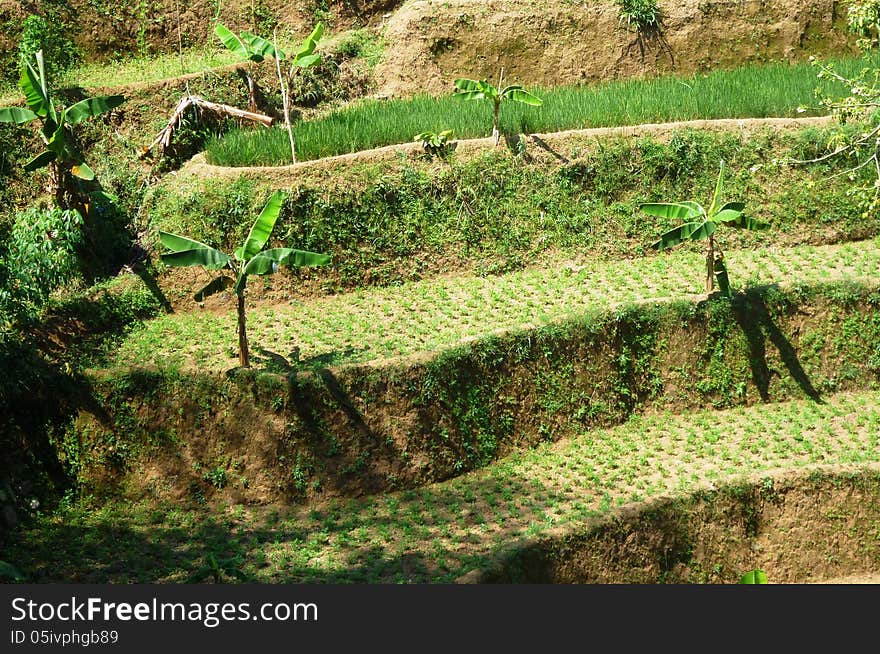 Terraced fields