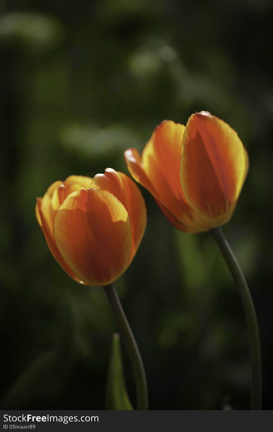 Tulips