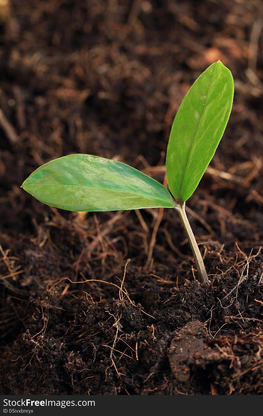 Young plant shooting from the ground in a warm light.