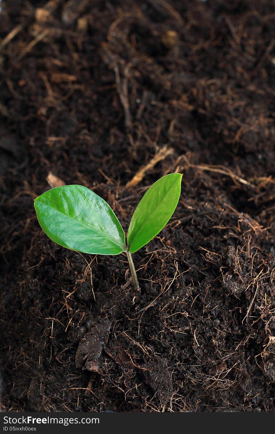 Young plant shooting from the ground.