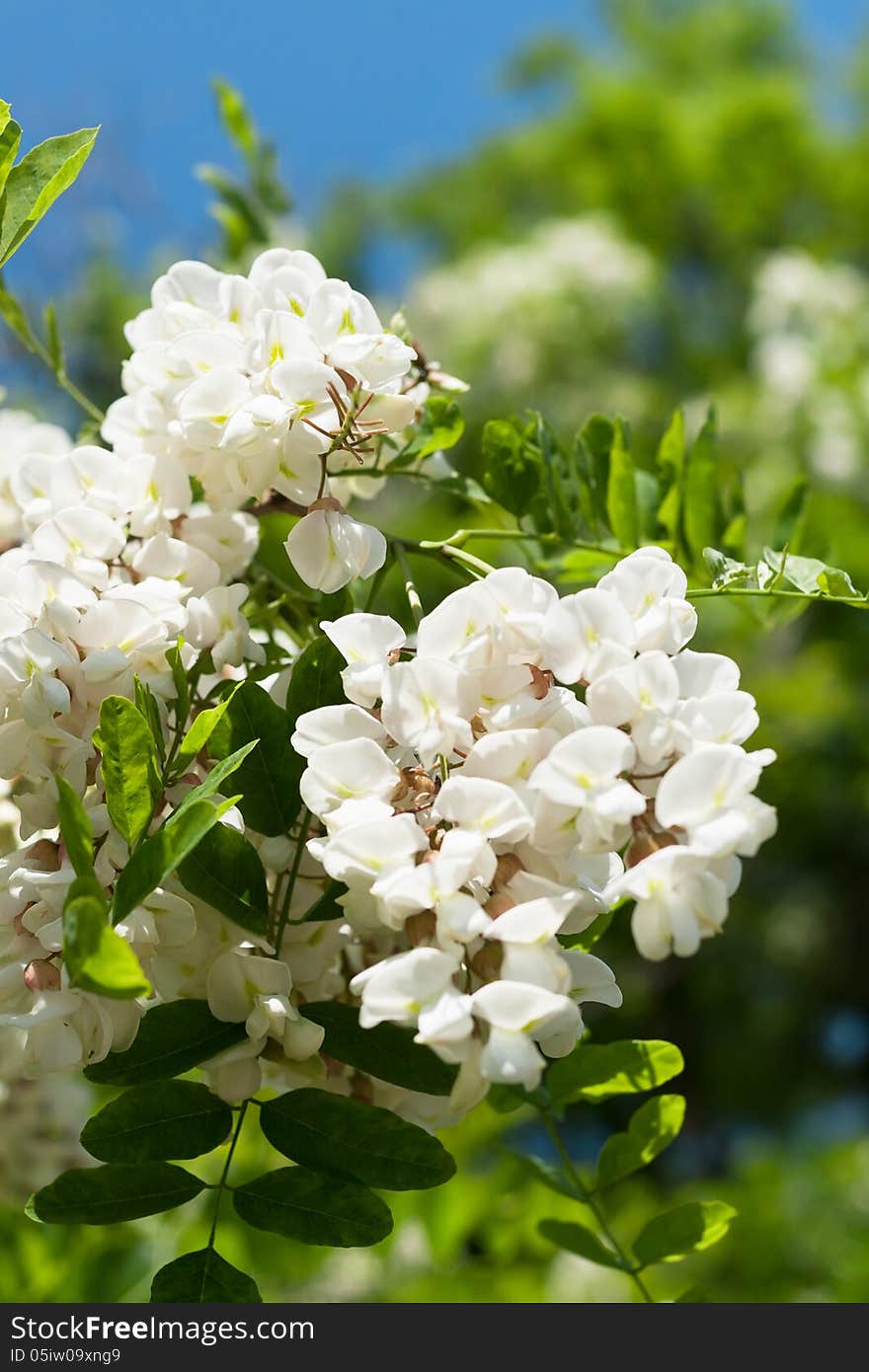 Acacia flower