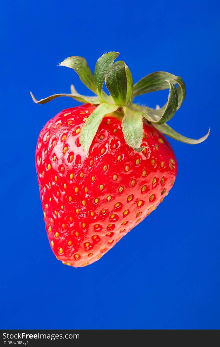 Strawberry single on blue background