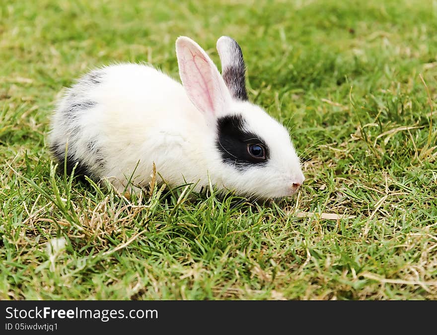 A small baby rabbit searching for food.