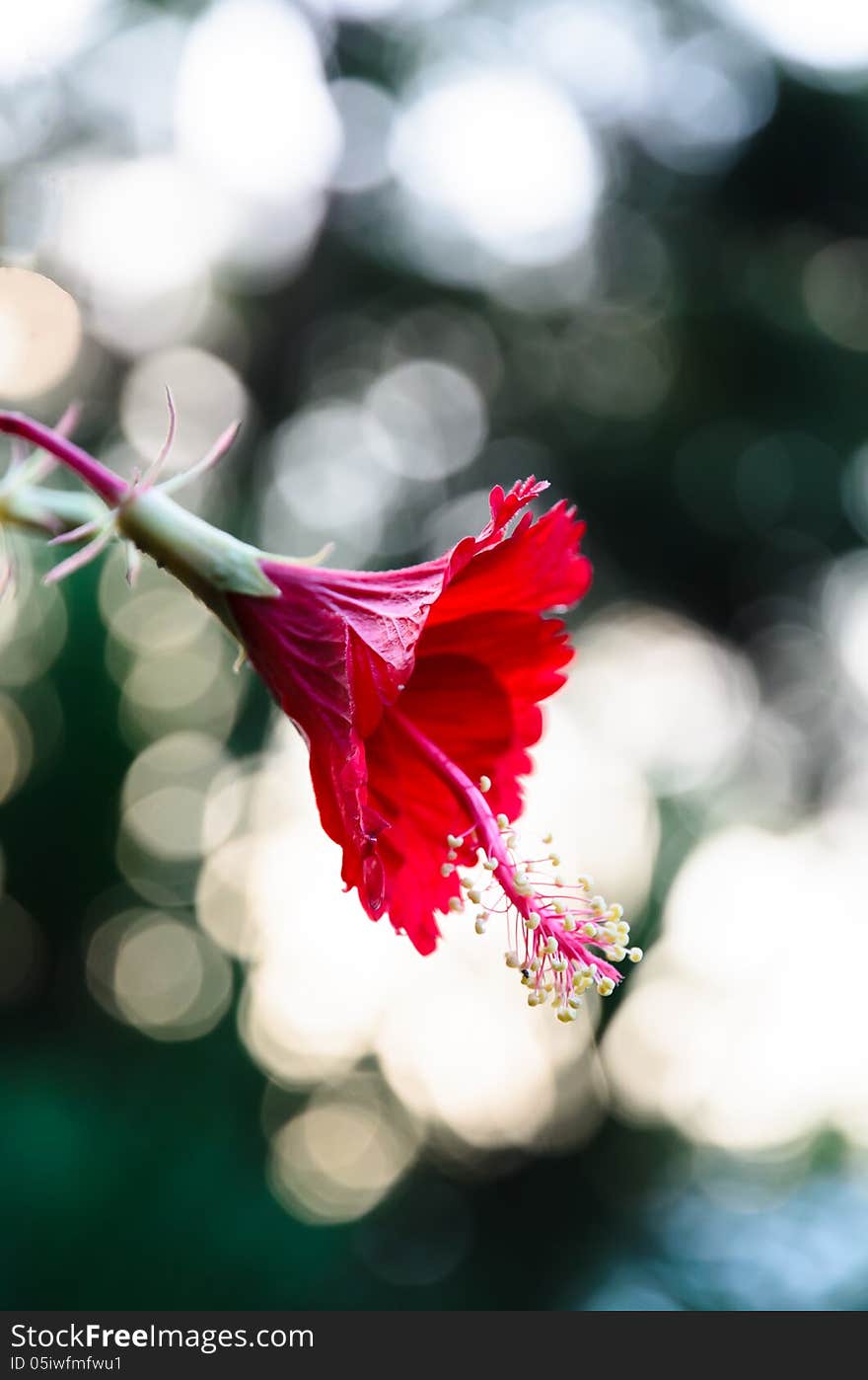 Red Hibiscus