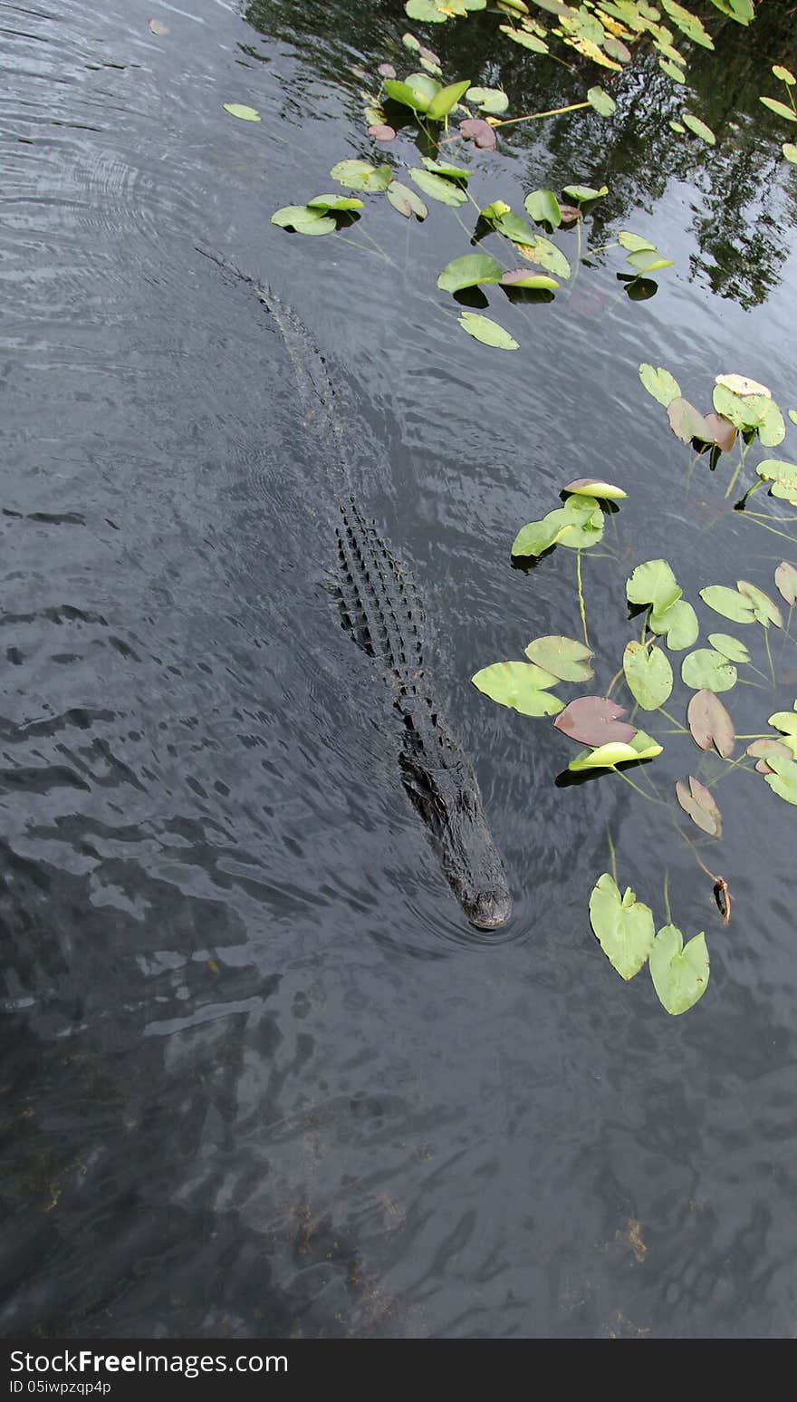 Alligator swimming in the Everglades National Park Florida. Alligator swimming in the Everglades National Park Florida