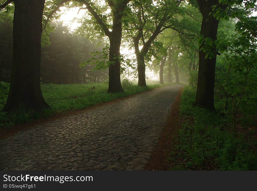 Forest road in the morning.