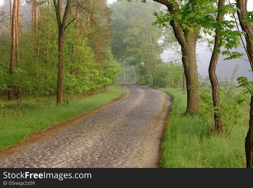 The photograph shows a narrow, rural, paved road. In addition to roads and tall oak trees. Rises above the fog light. The photograph shows a narrow, rural, paved road. In addition to roads and tall oak trees. Rises above the fog light.