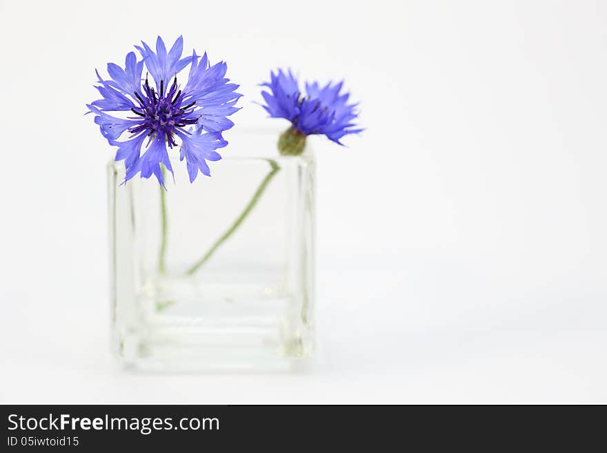 Cornflower