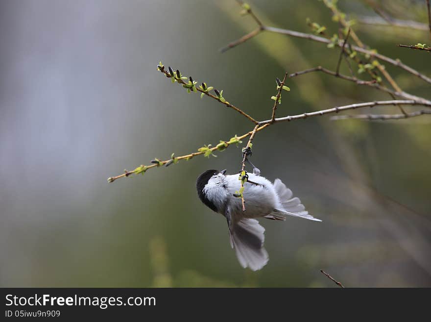 Photographed a moment to extend wing, and to fly away. Photographed a moment to extend wing, and to fly away.