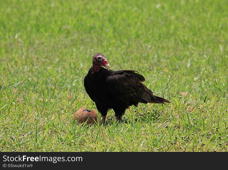 Turkey vulture feasting