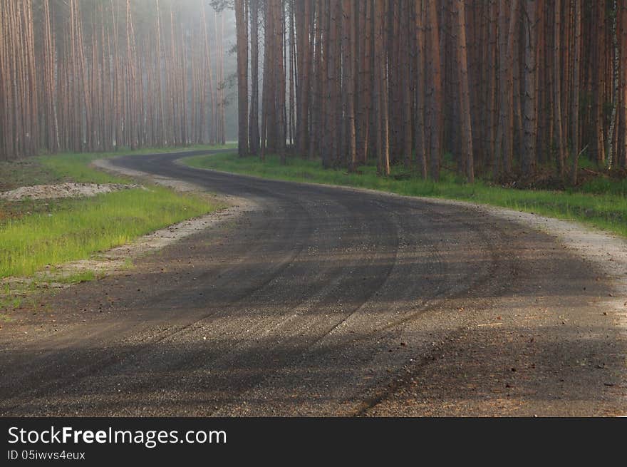 Forest road.