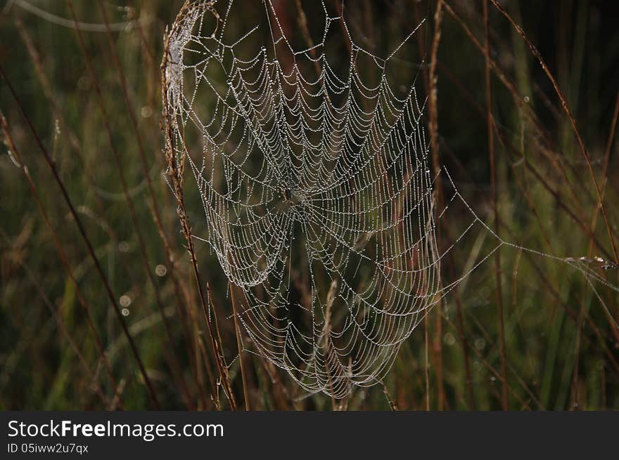 The photograph shows a spider's web. The delicate spider web filaments are dew drops. The photograph shows a spider's web. The delicate spider web filaments are dew drops.