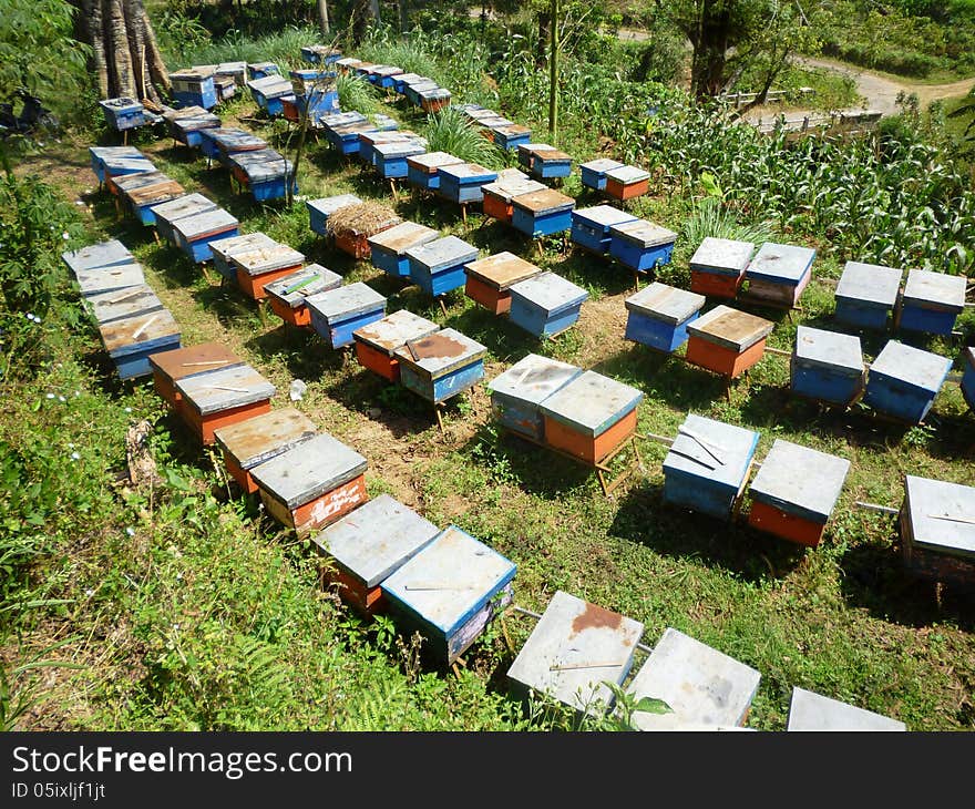 Honey bee farm in the hills of the kapok tree, in Indonesia