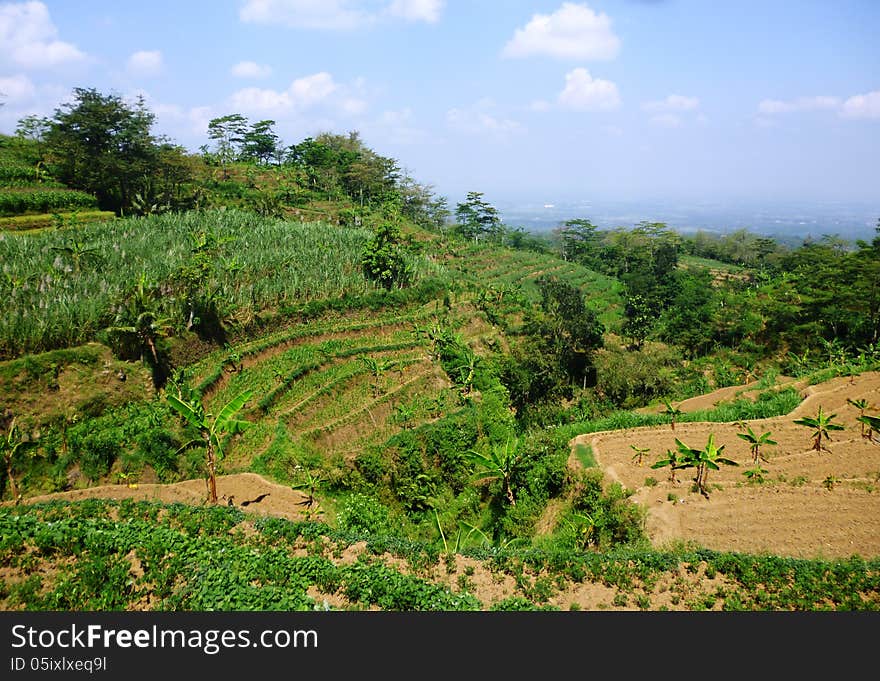 Terraced fields on hills