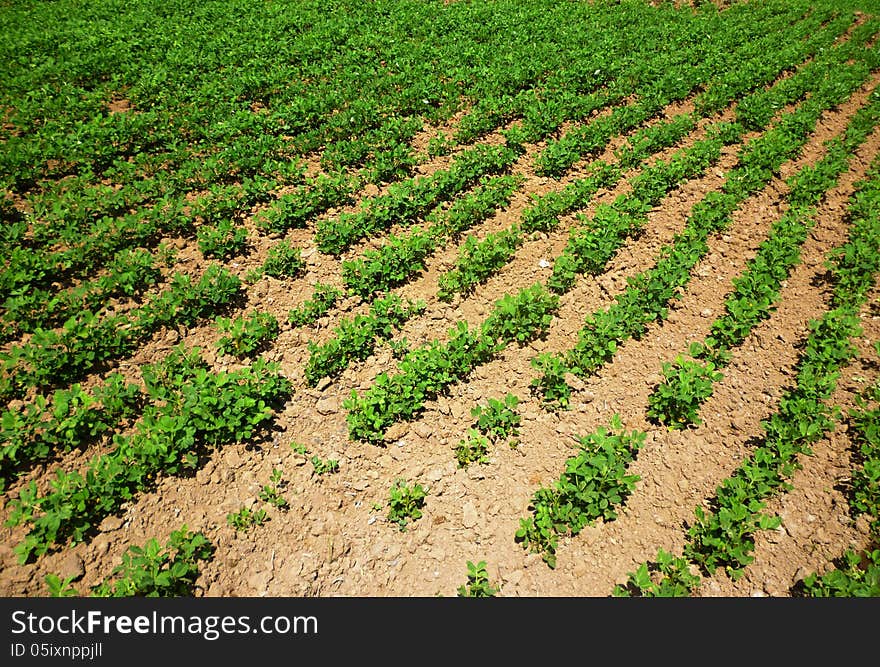 Peanuts fields in the Central Java, Indonesia