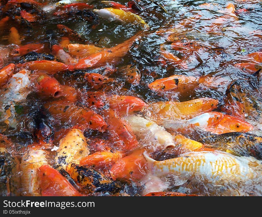 Hungry Carp Fish