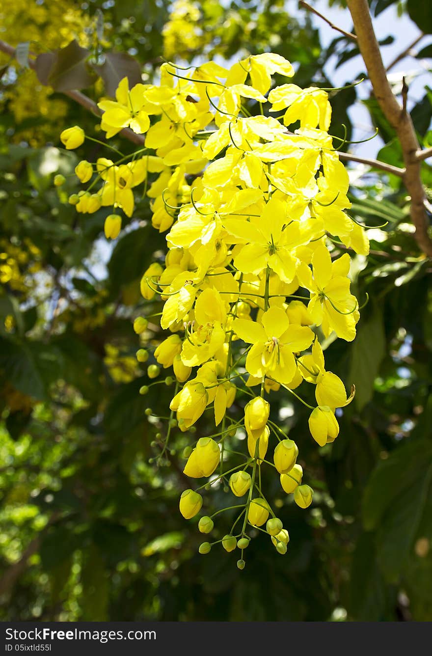 Golden shower or Cassia fistula flower. Flowers of Golden Shower Tree bloom in summer